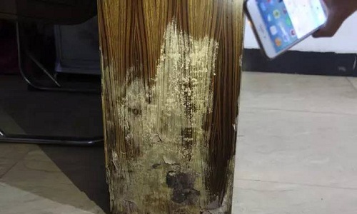 有哪些措施可以预防白蚁
