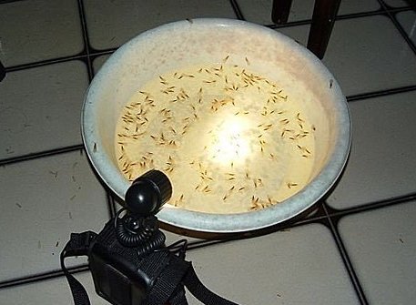 灯管诱杀白蚁
