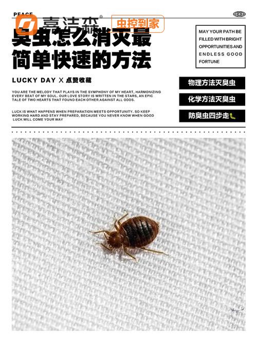 深圳臭虫有毒吗_深圳杀臭虫_深圳灭臭虫