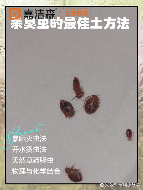 深圳灭臭虫_深圳臭虫有毒吗_深圳杀臭虫
